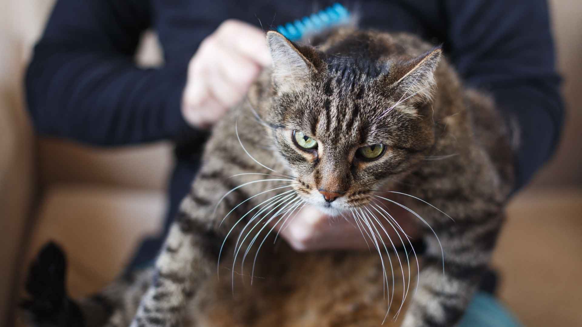 mi gato está lleno de nudos